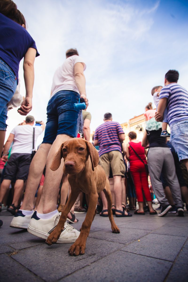 Identitate de brand pentru Banca Transilvania, in cadrul Festivalului International de Teatru FITS Sibiu 2019